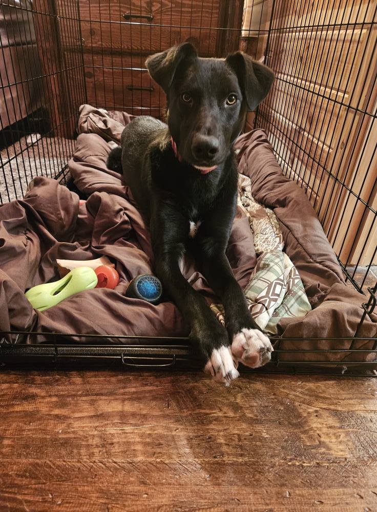 Tux, an adoptable German Shepherd Dog in Webster, WI, 54893 | Photo Image 1