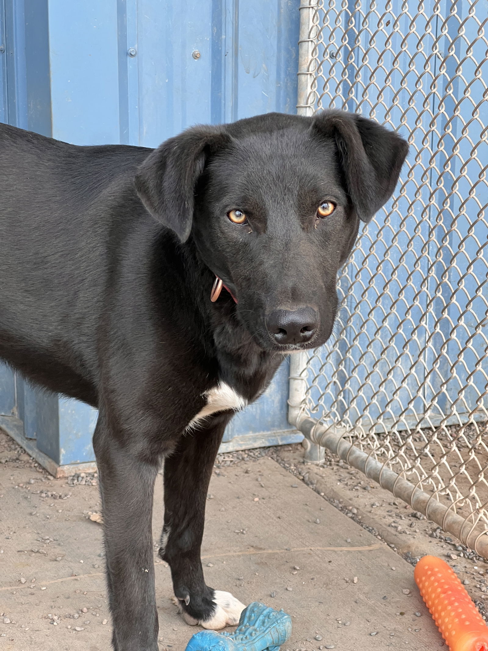 Tux, an adoptable German Shepherd Dog in Webster, WI, 54893 | Photo Image 2