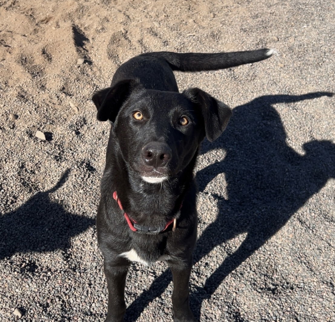 Jack, an adoptable German Shepherd Dog in Webster, WI, 54893 | Photo Image 3