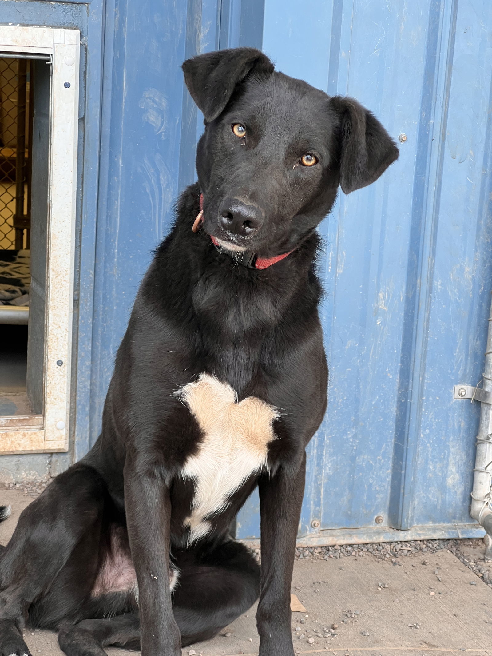 Tux, an adoptable German Shepherd Dog in Webster, WI, 54893 | Photo Image 3