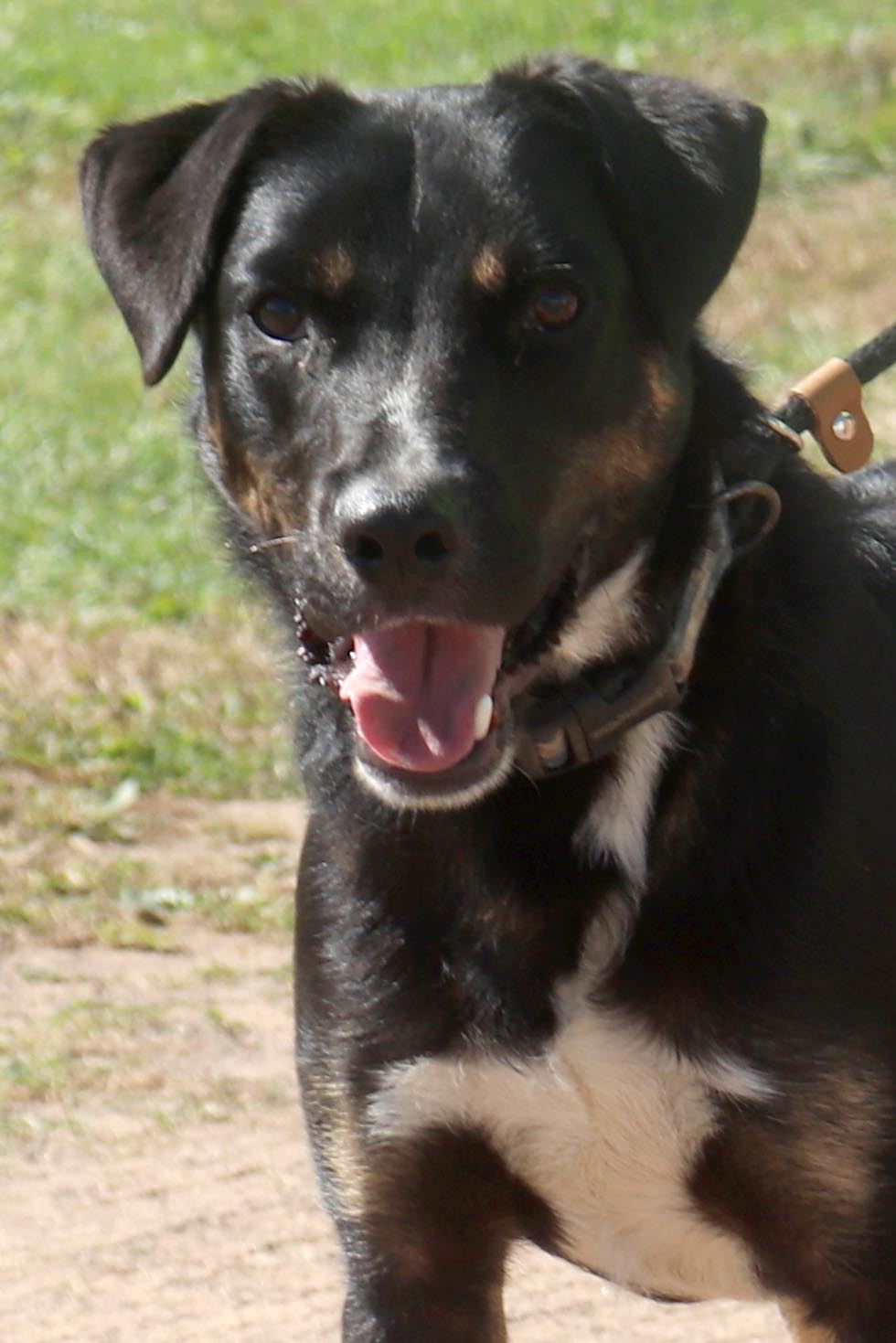 King, an adoptable Shepherd, Rottweiler in Webster, WI, 54893 | Photo Image 1