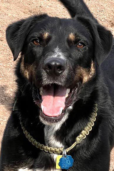 King, an adoptable Shepherd, Rottweiler in Webster, WI, 54893 | Photo Image 1