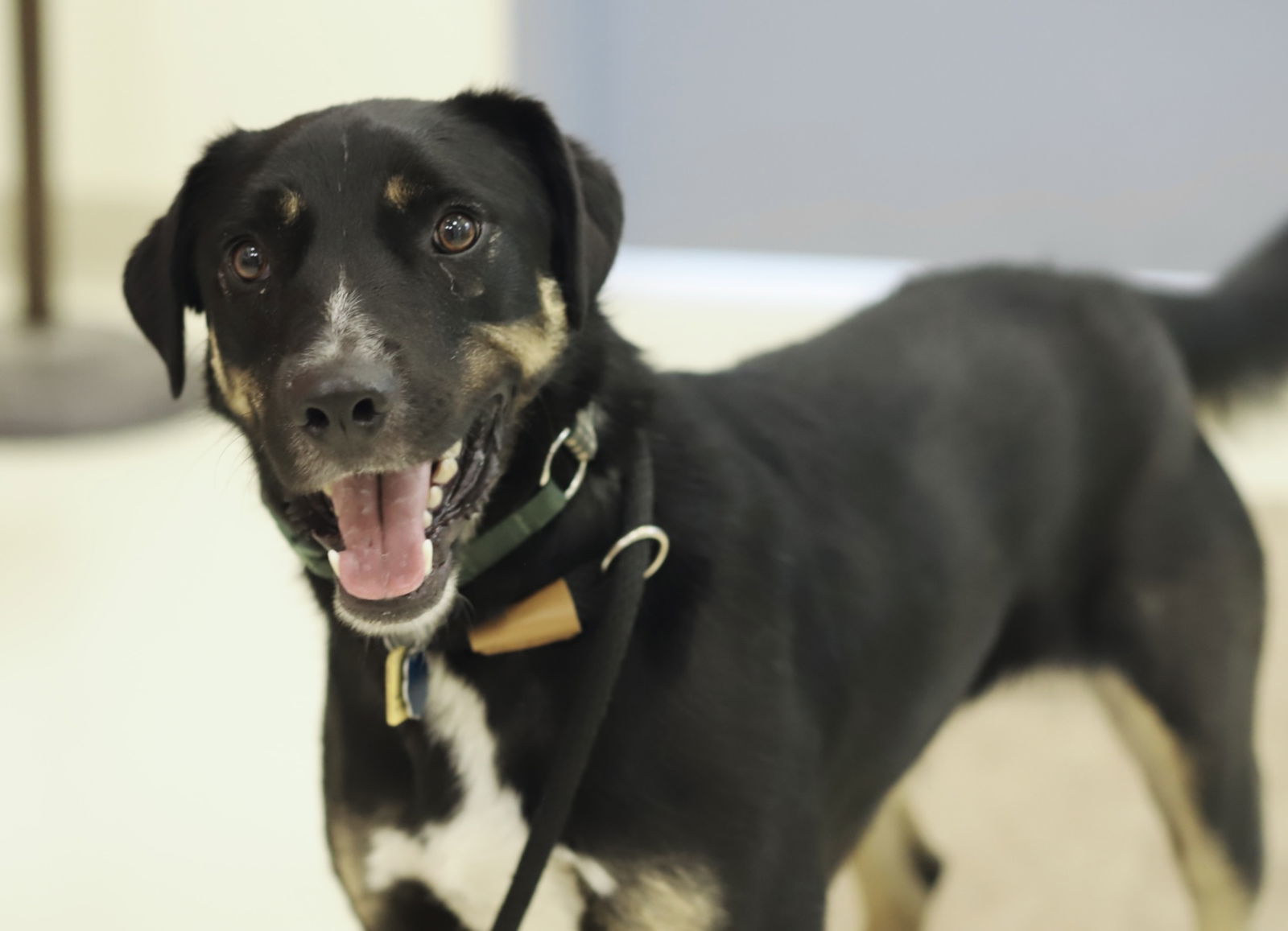 King, an adoptable Shepherd, Rottweiler in Webster, WI, 54893 | Photo Image 1