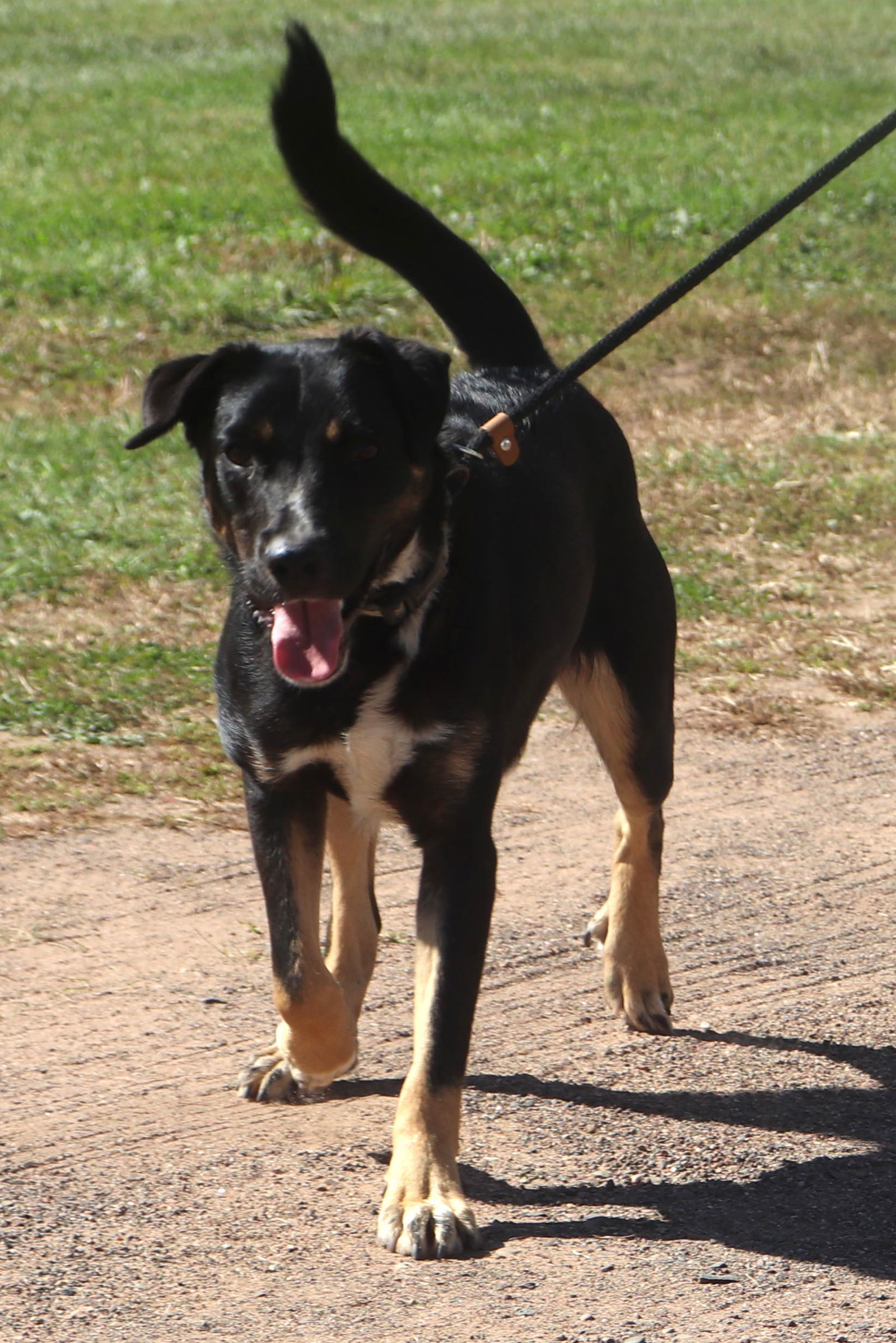 King, an adoptable Shepherd, Rottweiler in Webster, WI, 54893 | Photo Image 2