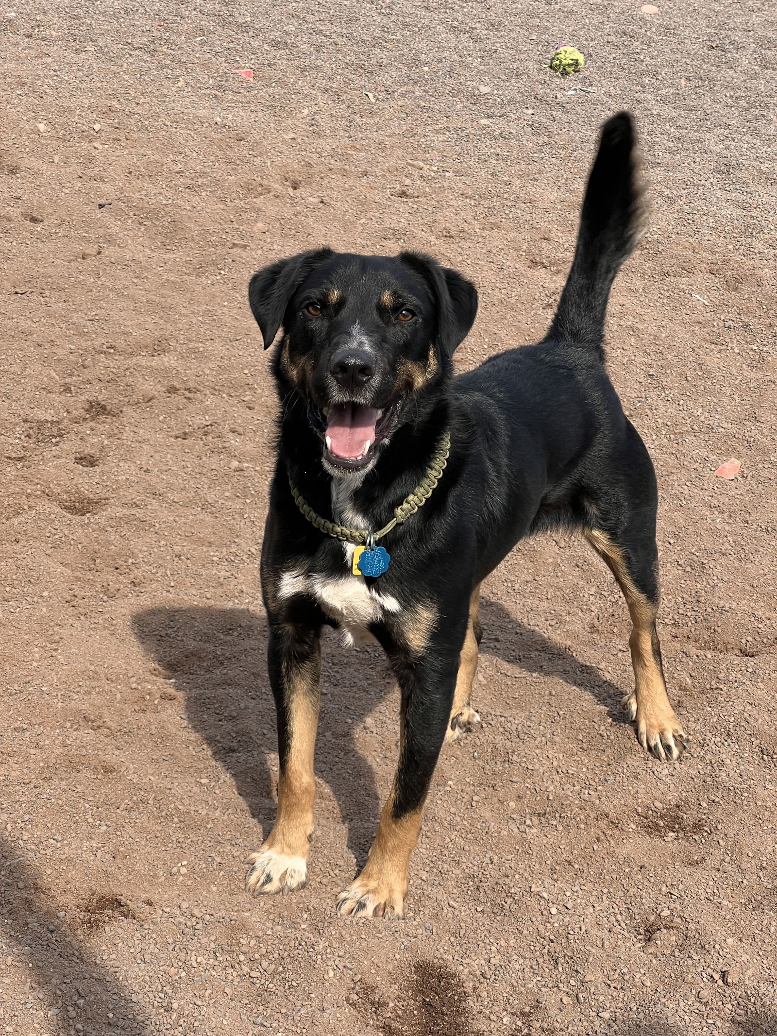 King, an adoptable Shepherd, Rottweiler in Webster, WI, 54893 | Photo Image 2
