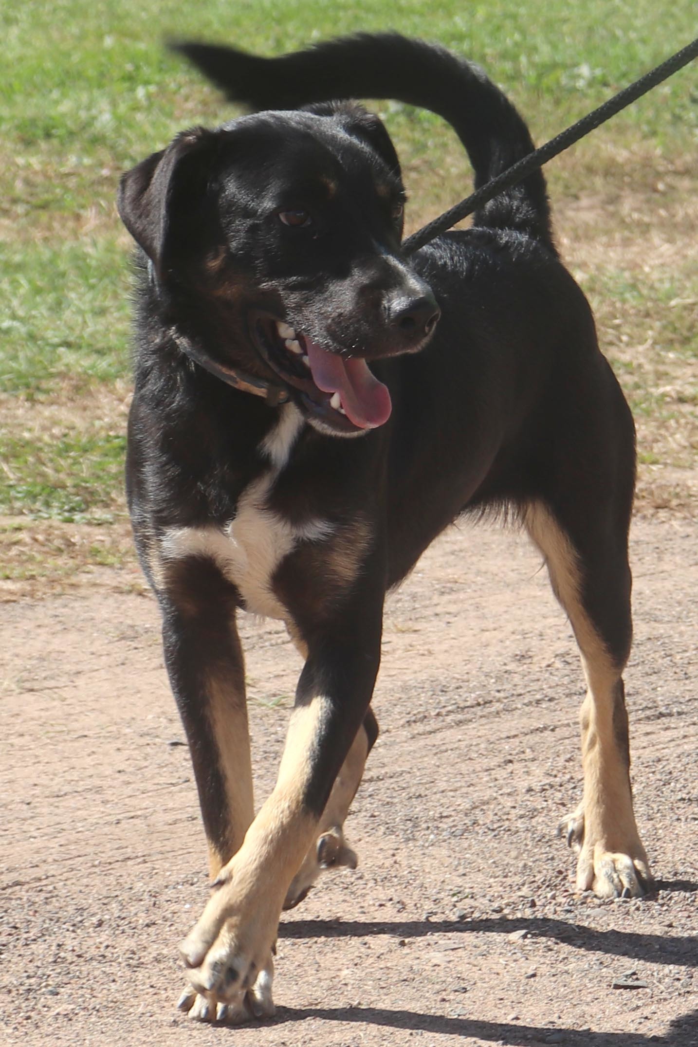 King, an adoptable Shepherd, Rottweiler in Webster, WI, 54893 | Photo Image 3