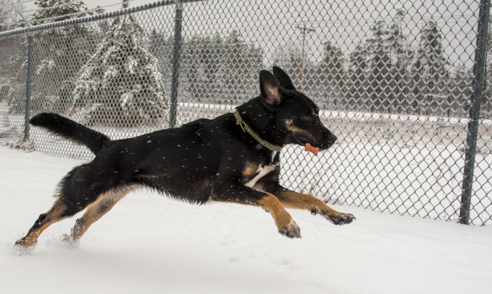 King, an adoptable Shepherd, Rottweiler in Webster, WI, 54893 | Photo Image 3