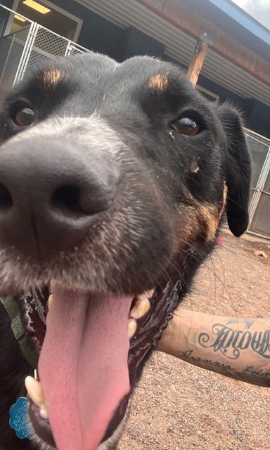 King, an adoptable Shepherd, Rottweiler in Webster, WI, 54893 | Photo Image 3