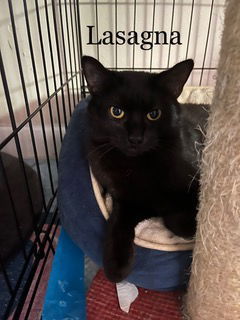 LASAGNA, Adult Female Domestic Short Hair