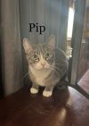 PIP photo 1