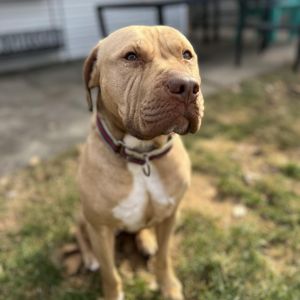Pippen, Senior Female unknown