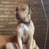 Pippen photo 6
