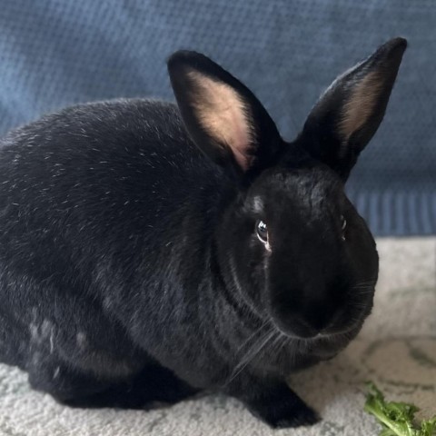 Charlie
