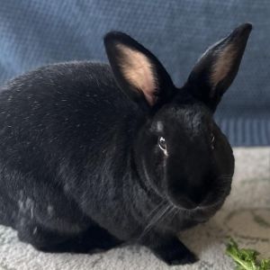 Charlie, Adult Male unknown