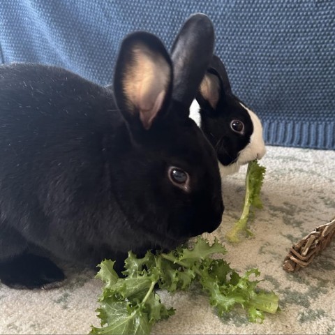 Charlie