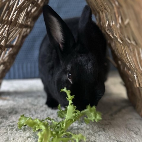 Charlie