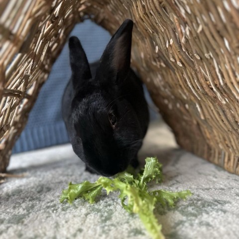 Charlie