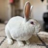 Bugs photo 2