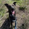 Sparky photo 4