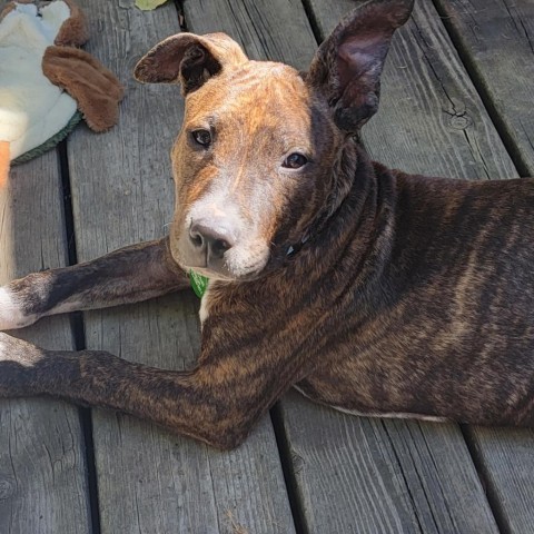 Rocky, an adoptable Mixed Breed in Bismarck, ND, 58507 | Photo Image 1