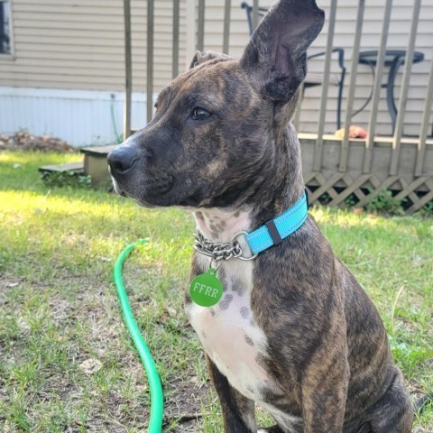 Rocky, an adoptable Mixed Breed in Bismarck, ND, 58507 | Photo Image 4