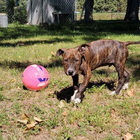 Rocky, an adoptable Mixed Breed in Bismarck, ND, 58507 | Photo Image 5