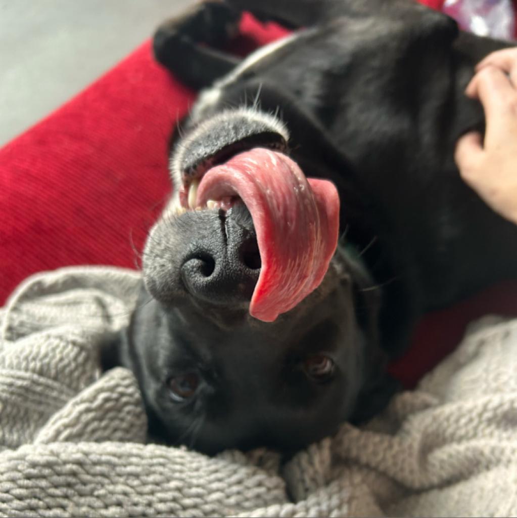 Onyx