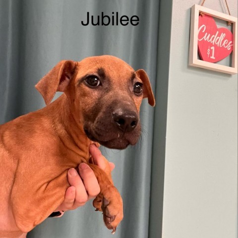 Jubilee 1