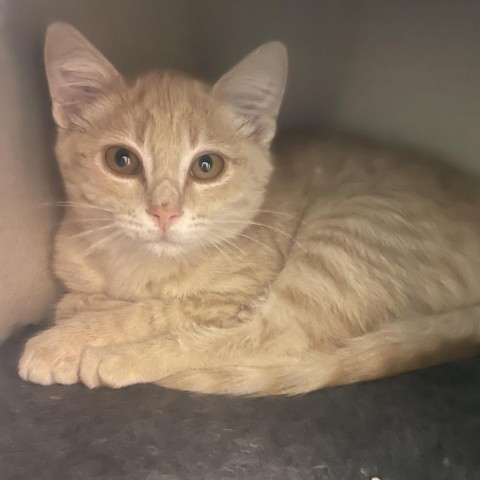 Squeaks w/ friend--Cuddles and Purrs! Adopt $50, an adoptable Domestic Short Hair in Flagstaff, AZ, 86004 | Photo Image 1