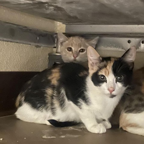 Sesame w/ a friend--Shy and sweet kitten!<3 Adopt $50, an adoptable Domestic Short Hair in Flagstaff, AZ, 86004 | Photo Image 2