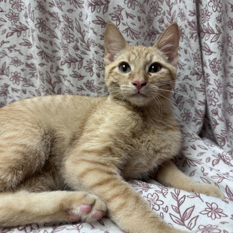 Flax w/ a friend--Super playful kitten! Adopt $50, an adoptable Domestic Short Hair in Flagstaff, AZ, 86004 | Photo Image 1