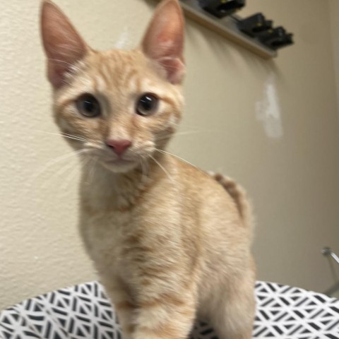 Flax w/ a friend--Super playful kitten! Adopt $50, an adoptable Domestic Short Hair in Flagstaff, AZ, 86004 | Photo Image 2