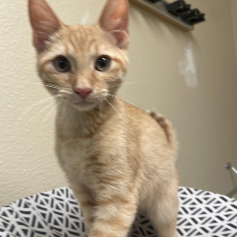 Flax w/ a friend--Super playful kitten! Adopt $50, an adoptable Domestic Short Hair in Flagstaff, AZ, 86004 | Photo Image 3