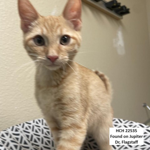 Flax w/ a friend--Super playful kitten! Adopt $50, an adoptable Domestic Short Hair in Flagstaff, AZ, 86004 | Photo Image 4