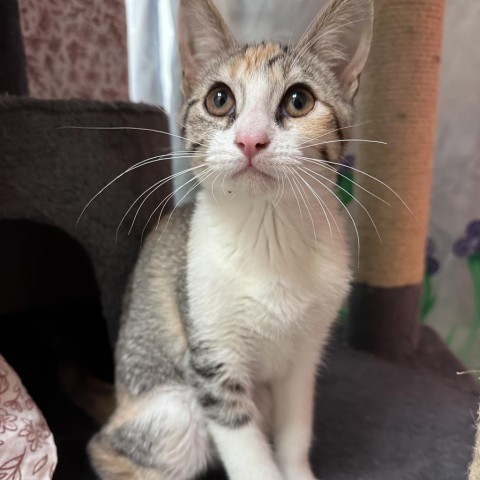 Chia w/ a friend--Fun-loving kitten! Adopt $50, an adoptable Domestic Short Hair in Flagstaff, AZ, 86004 | Photo Image 1