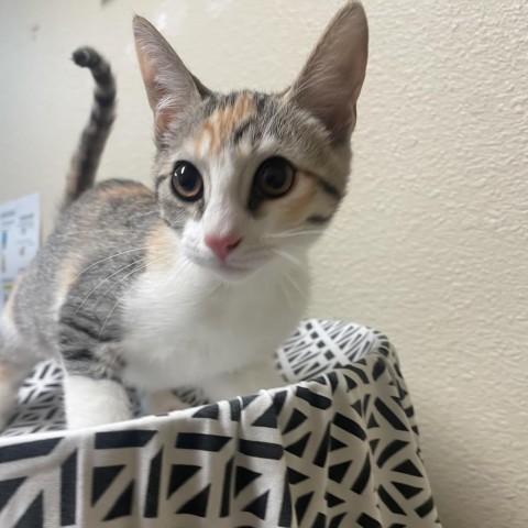 Chia w/ a friend--Fun-loving kitten! Adopt $50, an adoptable Domestic Short Hair in Flagstaff, AZ, 86004 | Photo Image 2