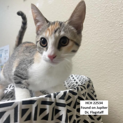 Chia w/ a friend--Fun-loving kitten! Adopt $50, an adoptable Domestic Short Hair in Flagstaff, AZ, 86004 | Photo Image 3