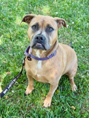 Scully, Adult Female Mixed Breed