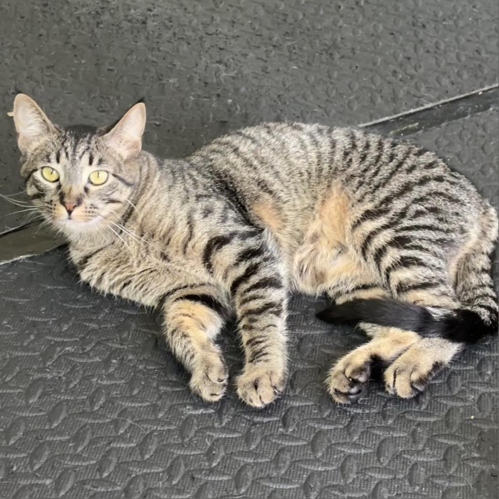 Biscuit, an adoptable Domestic Short Hair in Austin, TX, 78751 | Photo Image 2