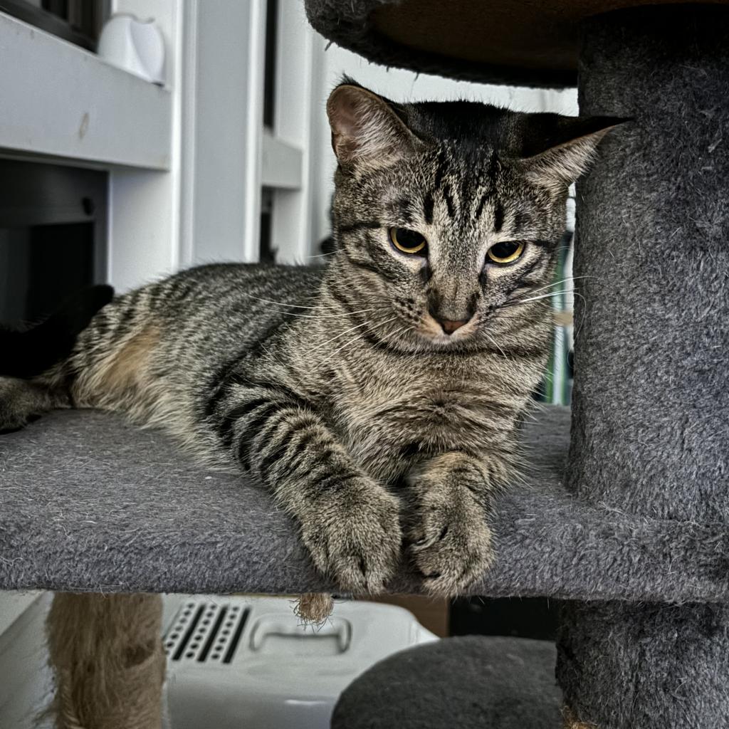 Biscuit, an adoptable Domestic Short Hair in Austin, TX, 78751 | Photo Image 3
