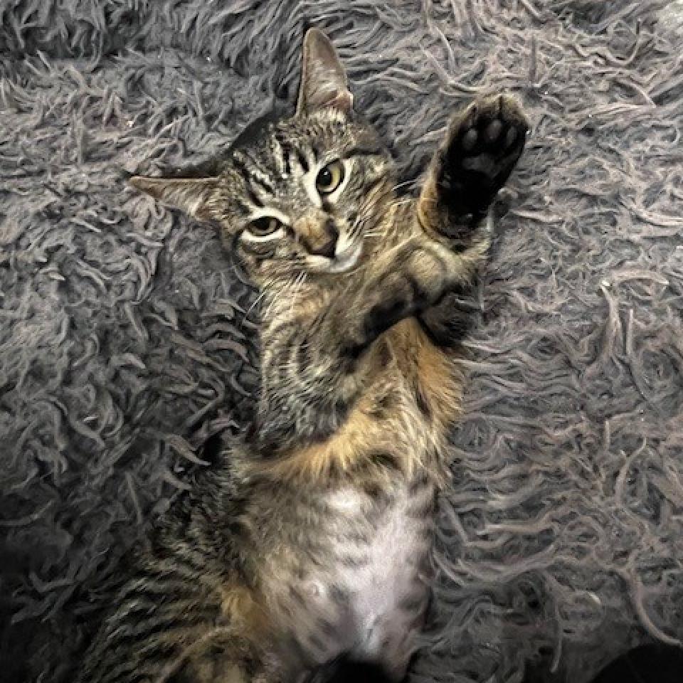 Biscuit, an adoptable Domestic Short Hair in Austin, TX, 78751 | Photo Image 4