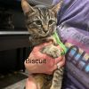 Biscuit photo 5