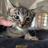 Biscuit photo 6