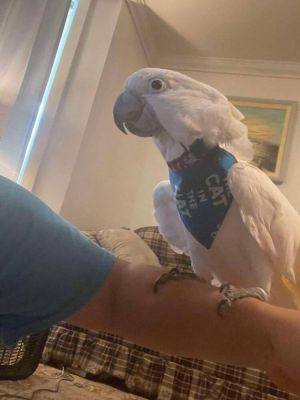 Zazu, Adult Male Cockatoo