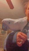 Zazu photo 2