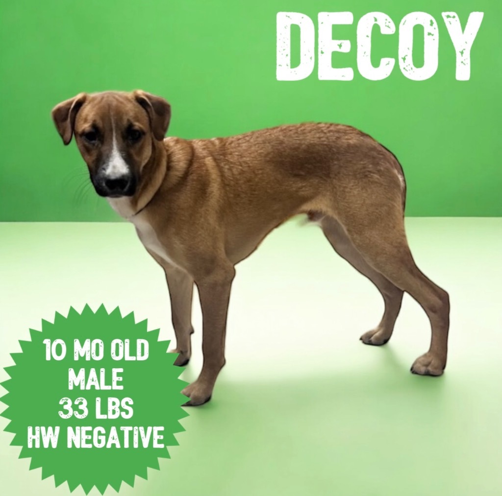 Decoy