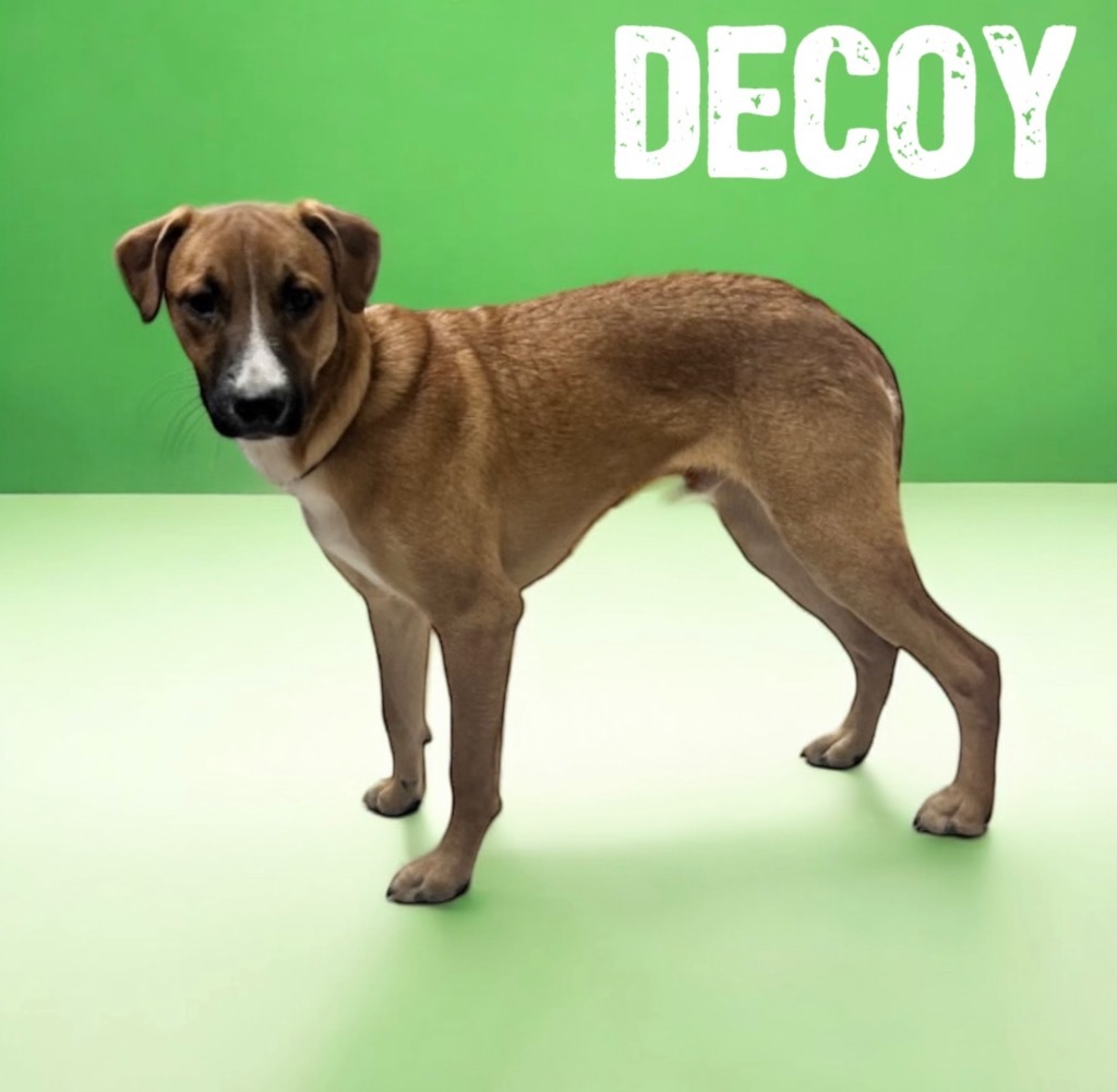 Decoy