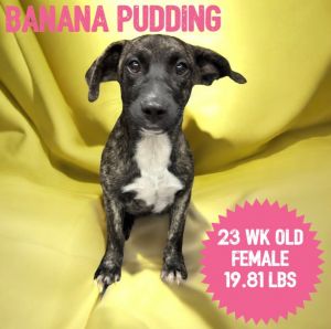 Banana Pudding