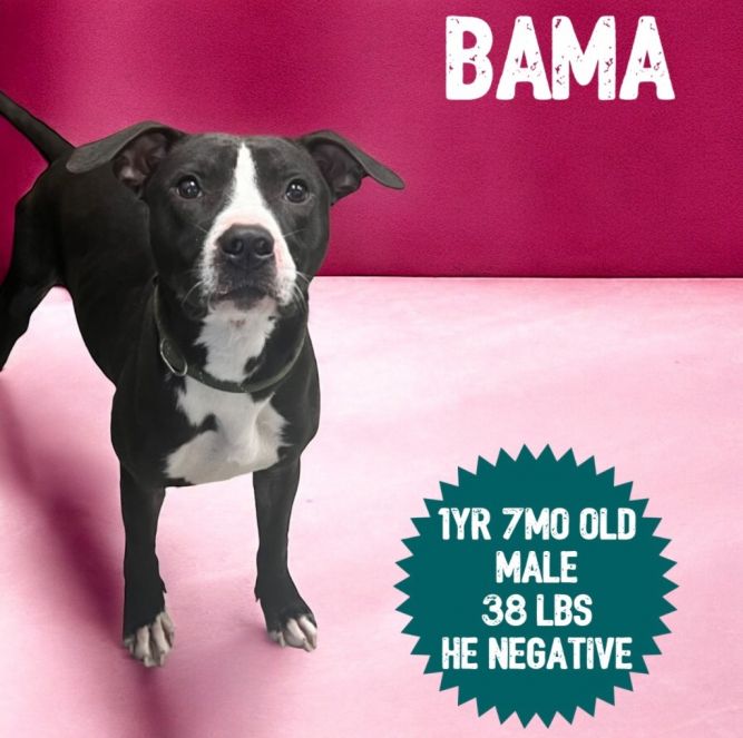 Bama