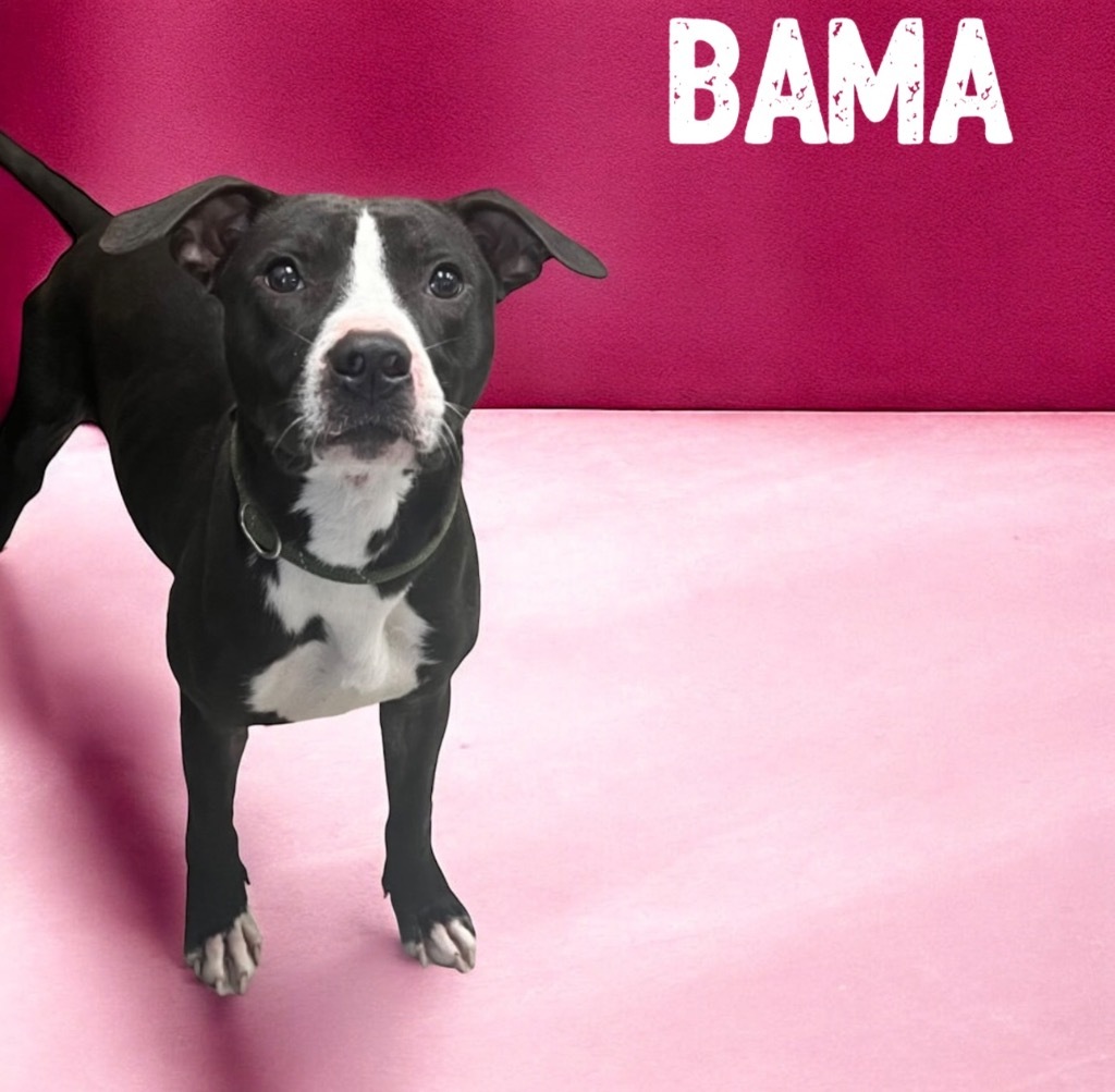 Bama